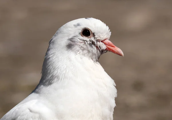 Beautiful White Common Pigeon Green Background Space Your Text Shallow — 스톡 사진