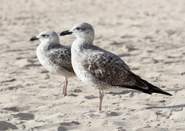 Vista Lateral Dos Gaviotas Arenque Juveniles Europeas Primer Plumaje Invierno —  Fotos de Stock