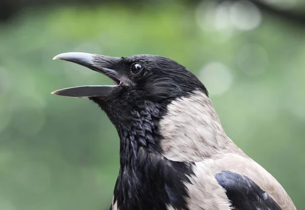 Cawing Cuervo Encapuchado Corvus Cornix También Llamado Sudadera Con Capucha — Foto de Stock