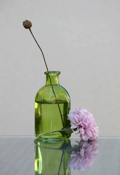 Nature Morte Avec Une Belle Fleur Chrysanthème Parfois Appelée Maman — Photo