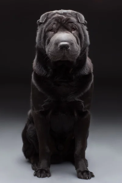 Černá shar pei — Stock fotografie