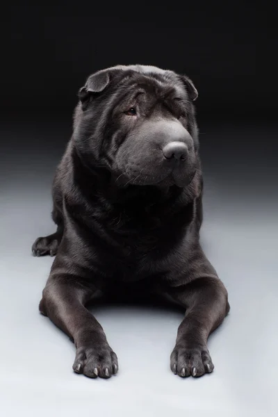 Černá shar pei — Stock fotografie