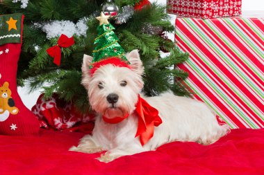 Westie ile yeni yıl ağacı