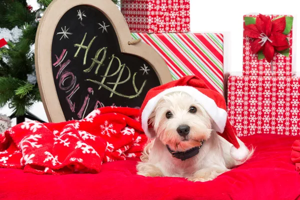 Westie en sombrero de Navidad —  Fotos de Stock