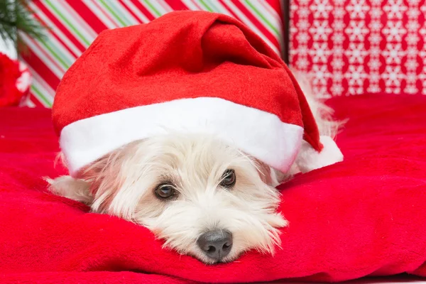 Westie en sombrero de Navidad — Foto de Stock