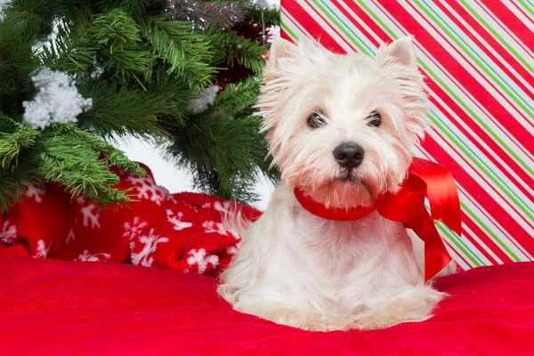 Westie pod stromeček nový rok — Stock fotografie