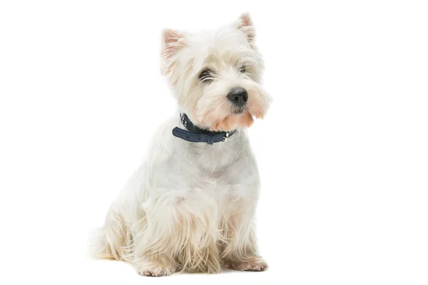 West highland white terrier — Fotografie, imagine de stoc