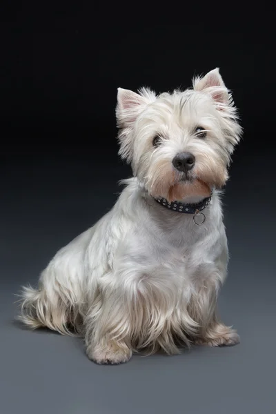 West highland white terrier — Stock Photo, Image