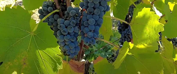 Pęczki Czarnych Winogron Wśród Zielonych Liści — Zdjęcie stockowe