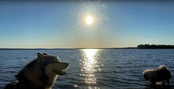 Perros Orilla Del Lago Atardecer Imagen De Stock