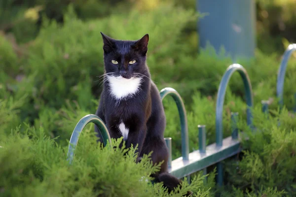 고양이 정원에서 울타리에 앉아 스톡 이미지