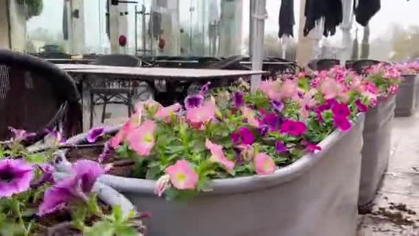 Sängar med blommor gata i Gamla stan Jerusalem, Israel — Stockvideo