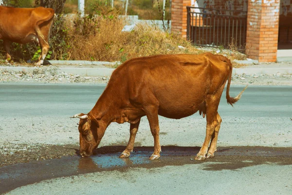 Cow drinks water on the road in the countryside