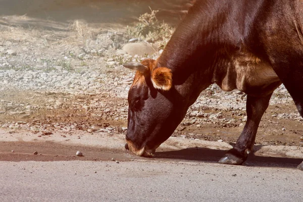 Корова Пьет Воду Дороге Сельской Местности — стоковое фото