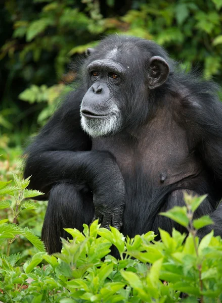 Schimpanse — Stockfoto