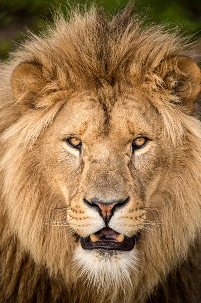 Male lions face — Stock Photo, Image