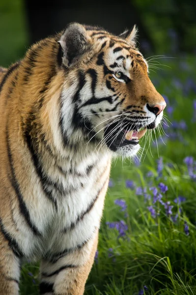 Sibirisk tiger — Stockfoto