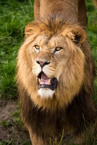 Male lions face — Stock Photo, Image