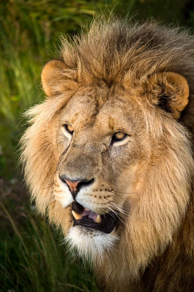 Cara de leones macho — Foto de Stock