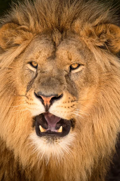 Male lions face — Stock Photo, Image