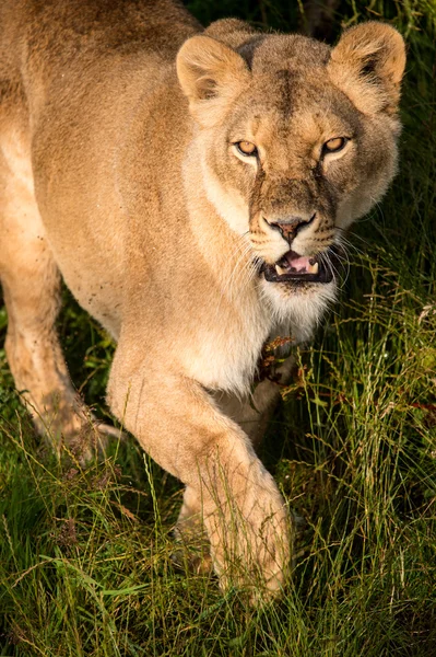 Löwin pirscht sich durch Gras — Stockfoto