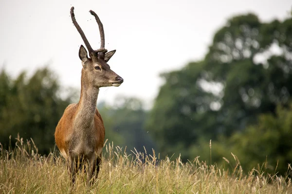 Damherten in gras — Stockfoto