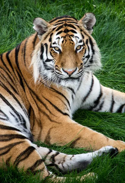 Tiger on grass — Stock Photo, Image