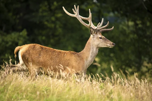 Kör kronhjort — Stockfoto