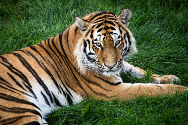 Tiger on grass