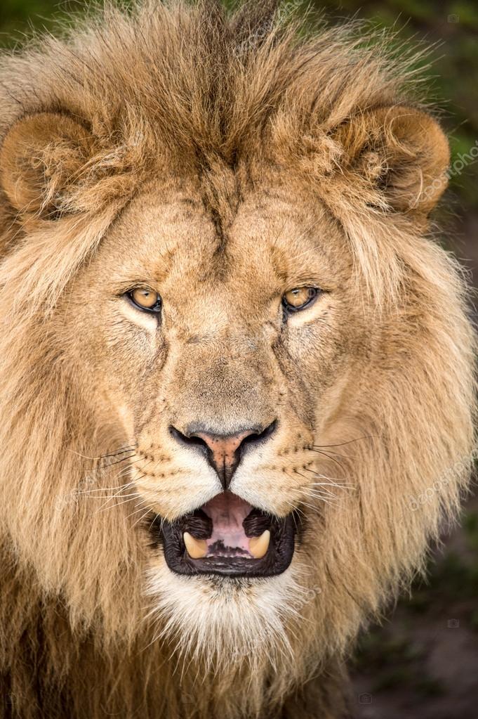 Male lions face Stock Photo by ©davemhuntphoto 31971689