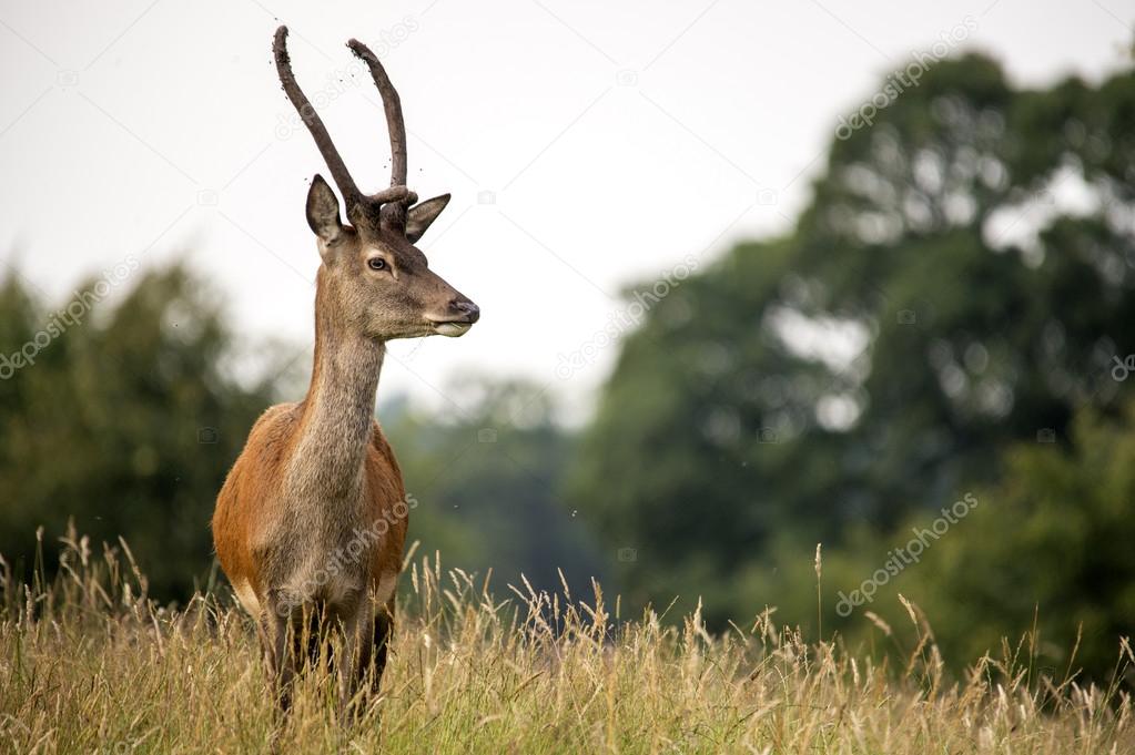 Fallow deer in grass