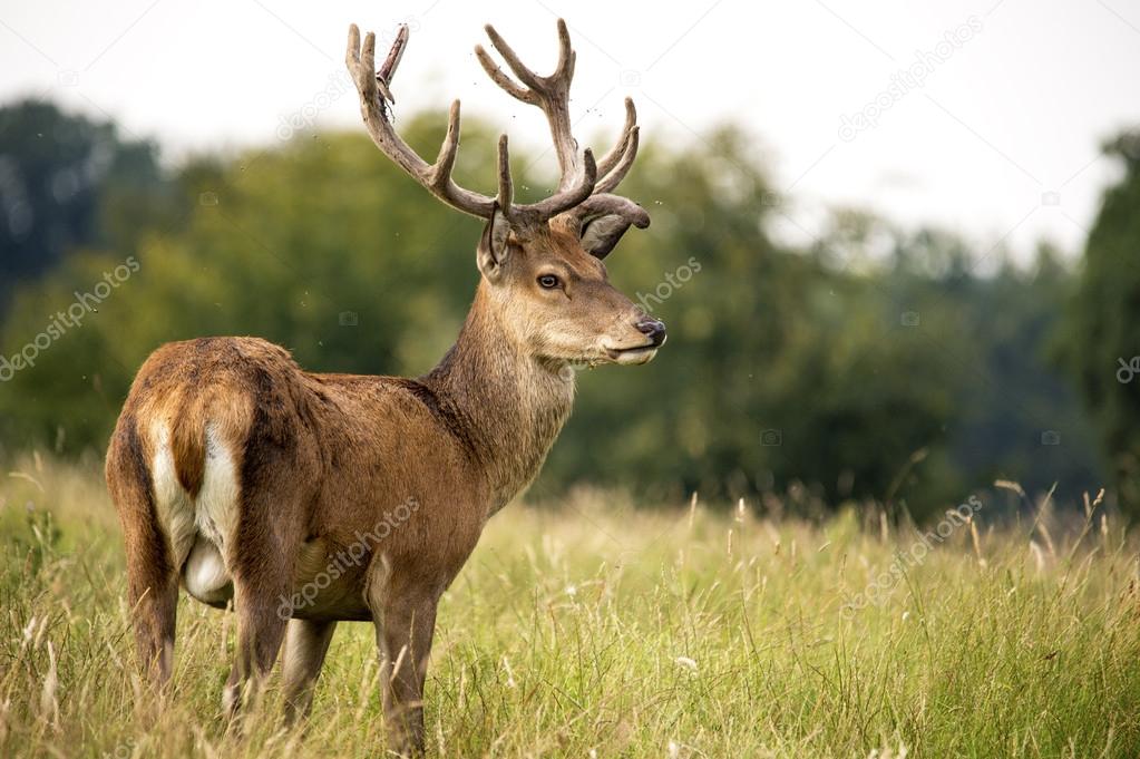 Red deer in nature