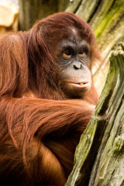 dişi orangutan