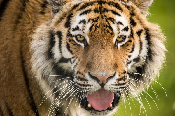 Tygr ussurijský — Stock fotografie