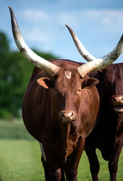 Ankole Longhorn Cattle — Stock Photo, Image