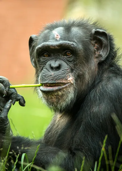 Chimpancé masticando un tallo de hierba — Foto de Stock