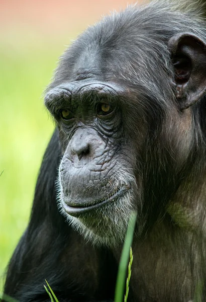 Fechar de Chimpanzé — Fotografia de Stock