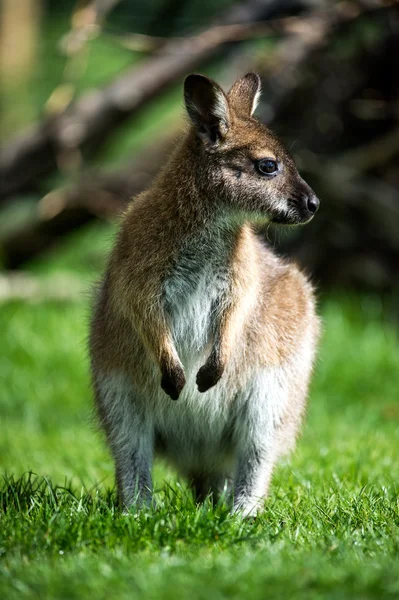 Kanguru joey — Stok fotoğraf