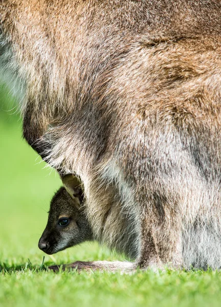 Kanguru joey — Stok fotoğraf