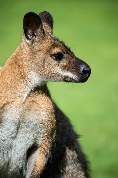 Profilo di Wallaby — Foto Stock