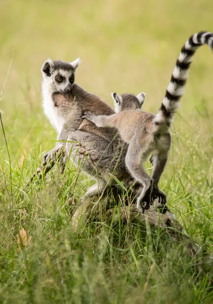 Baby lemur — Stock Photo, Image
