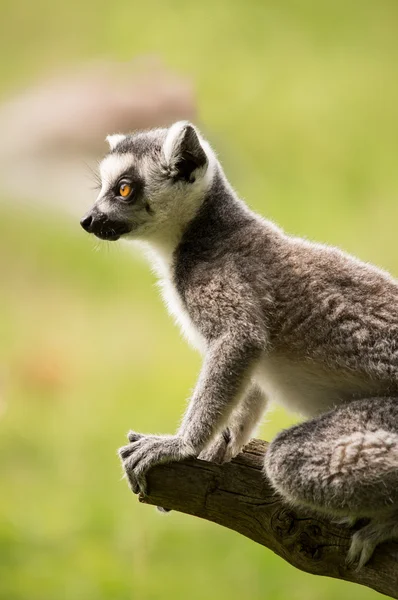Anel cauda Lemur — Fotografia de Stock