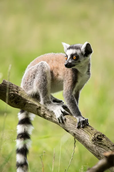 Ringstjärt Lemur — Stockfoto