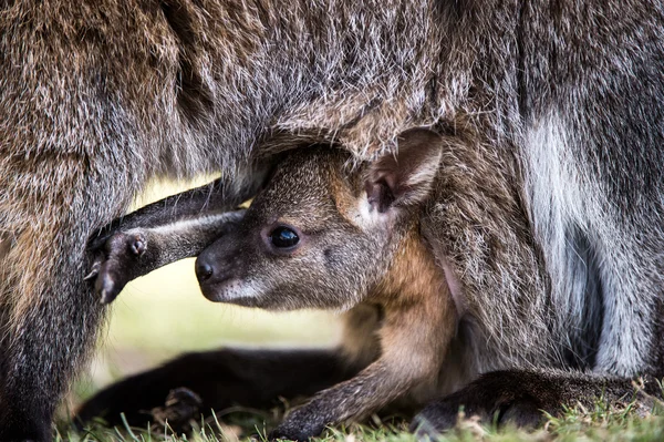 Молодой кенгуру-валлаби — стоковое фото