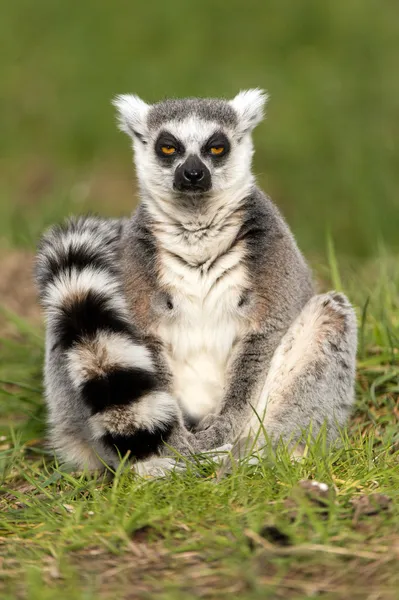 Anel cauda Lemur — Fotografia de Stock