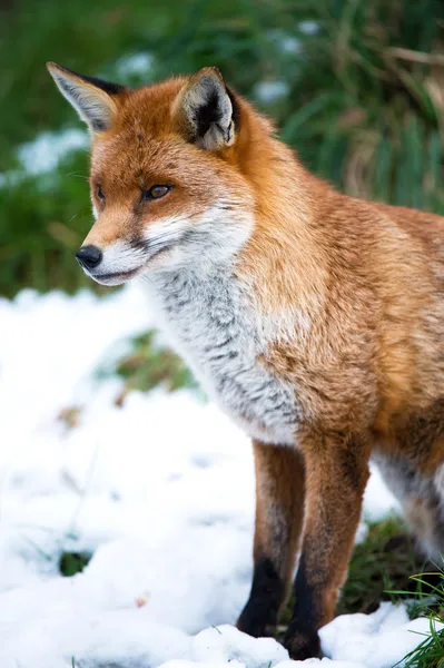 Volpe nella neve — Foto Stock