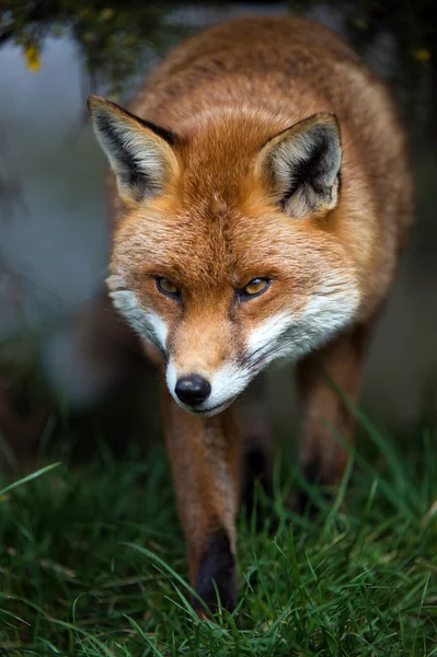 Stalking volpe — Foto Stock