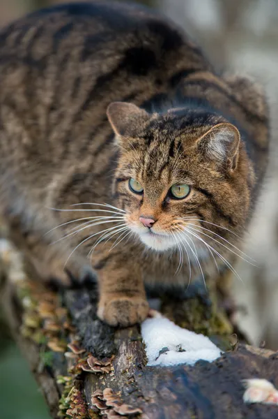 İskoç yaban kedisi — Stok fotoğraf