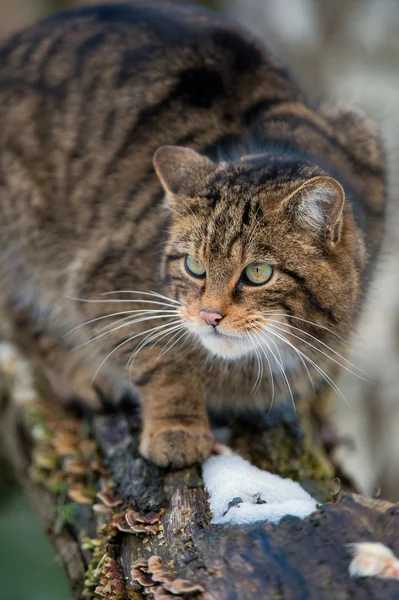 Gatto selvatico scozzese — Foto Stock