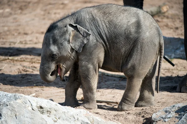 Elefante bebé —  Fotos de Stock